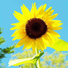 Load image into Gallery viewer, Sunflower American Giant Hybrid Seeds