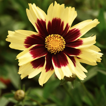 Load image into Gallery viewer, Coreopsis 'Super Star'