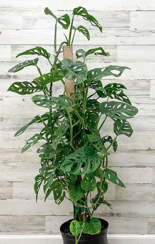 philodendron swiss cheese vs monstera Philodendron 'Swiss Cheese'