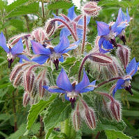 Load image into Gallery viewer, Borage Plant