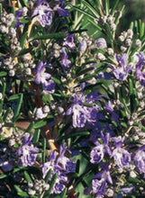 Load image into Gallery viewer, Rosemary 'Tuscan Blue'