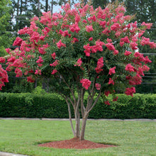 Load image into Gallery viewer, Lagerstroemia 'Tuscarora' Crape Myrtle