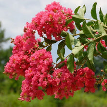Load image into Gallery viewer, Lagerstroemia 'Tuscarora' Crape Myrtle