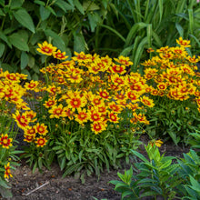 Load image into Gallery viewer, Coreopsis 'Uptick Gold & Bronze'
