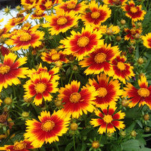 Load image into Gallery viewer, Coreopsis 'Uptick Gold & Bronze'