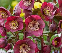 Load image into Gallery viewer, Helleborus 'Vibey Velvet'