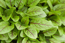 Load image into Gallery viewer, Sorrel Red Veined