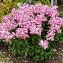 Load image into Gallery viewer, Phlox paniculata 'Peppermint Twist'