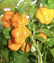 Load image into Gallery viewer, Pepper 'Scotch Bonnet Yellow'