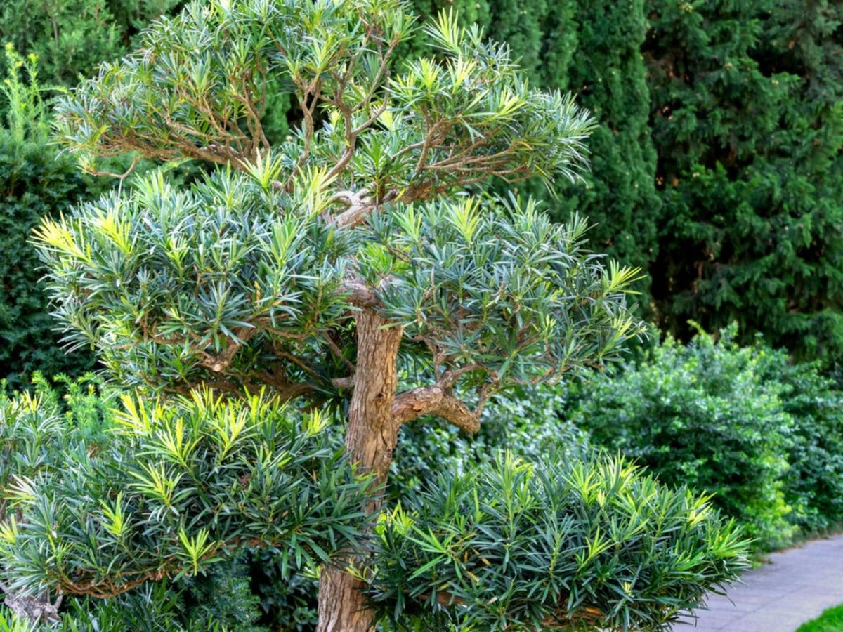 Podocarpus m. 'Maki' Yew – Denchfield Nursery, Inc