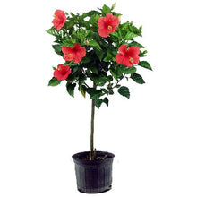 Load image into Gallery viewer, Hibiscus Trees