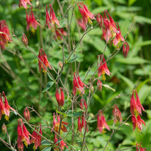 Load image into Gallery viewer, Aquilegia canadensis "Red Columbine"