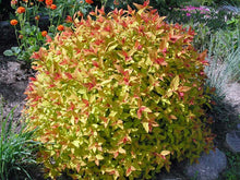 Load image into Gallery viewer, Spiraea "Magic Carpet"