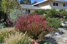 Load image into Gallery viewer, Gaura 'Siskiyou Pink' Bee Blossom