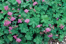 Load image into Gallery viewer, Geranium cantabrigiense 'Karmina'