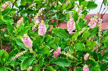 Load image into Gallery viewer, Clethra alnifolia 'Ruby Spice'