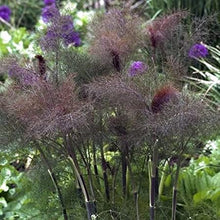 Load image into Gallery viewer, Fennel Bronze