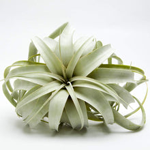 Load image into Gallery viewer, Tillandsia 'Air Plants'
