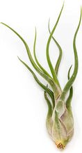 Load image into Gallery viewer, Tillandsia 'Air Plants'