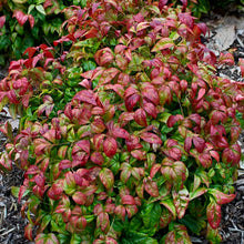 Load image into Gallery viewer, Nandina domestica 'Firepower'