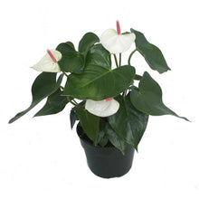 Load image into Gallery viewer, Anthurium 'Flamingo Flower'