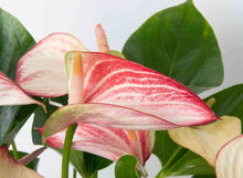 Load image into Gallery viewer, Anthurium 'Flamingo Flower'
