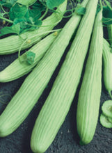 Load image into Gallery viewer, Cucumber "Armenian"