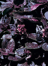 Load image into Gallery viewer, Basil 'Red Rubin'