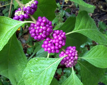 Load image into Gallery viewer, Callicarpa americana 'American Beautyberry'