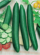 Load image into Gallery viewer, Cucumber "Burpless"
