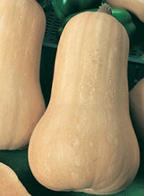Load image into Gallery viewer, Squash 'Butternut Waltham'