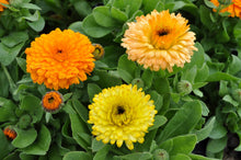 Load image into Gallery viewer, Calendula Bon Bon Mix