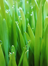 Load image into Gallery viewer, Cat Grass