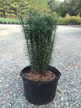 Load image into Gallery viewer, Cephalotaxus harringtonia "Fastigiata' Upright Plum Yew