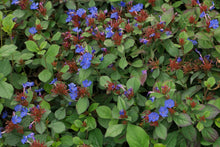 Load image into Gallery viewer, Ceratostigma plumbaginoides 'Plumbago'