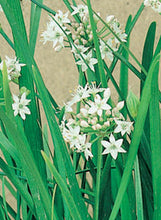 Load image into Gallery viewer, Chives Garlic