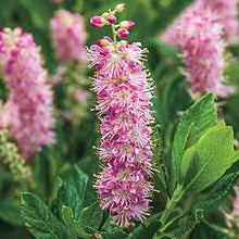 Load image into Gallery viewer, Clethra alnifolia 'Ruby Spice'