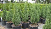 Load image into Gallery viewer, Juniperus chinensis 'Blue Point'