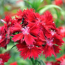Load image into Gallery viewer, Dianthus "Rockin Red"