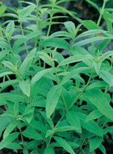 Load image into Gallery viewer, Eucalyptus Lemon Bush