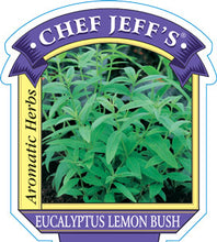 Load image into Gallery viewer, Eucalyptus Lemon Bush