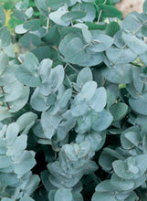 Load image into Gallery viewer, Eucalyptus 'Silver Dollar'