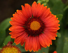 Load image into Gallery viewer, Gaillardia grandiflora 'Arizona Red Shades' Blanketflower
