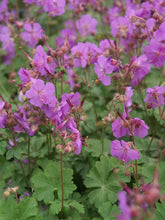Load image into Gallery viewer, Geranium cantabrigiense 'Karmina'