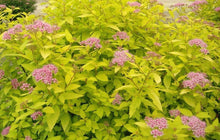 Load image into Gallery viewer, Spiraea japonica 'Gold Mound'