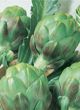 Load image into Gallery viewer, Artichoke 'Green Globe'