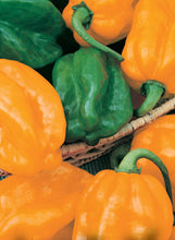 Load image into Gallery viewer, Pepper 'Habanero'