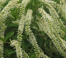 Load image into Gallery viewer, Itea virginica 'Henry's Garnet'