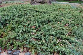 Juniperus conferta 'Blue Pacific' Juniper