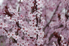 Load image into Gallery viewer, Prunus cerasifera 'Krauter Vesuvius' Plum Tree